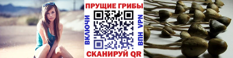 купить наркотики сайты  Иноземцево  Псилоцибиновые грибы GOLDEN TEACHER 